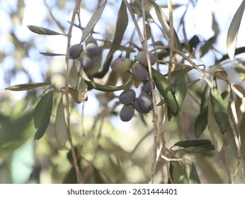 Huile d'olive AOP Haute Provence fruité noir